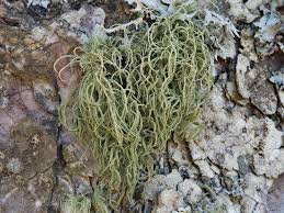 Attēlu rezultāti vaicājumam “Usnea hirta”