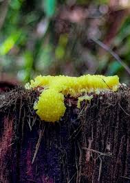 Attēlu rezultāti vaicājumam “Stemonitopsis hyperopta var. landewaldii macro”