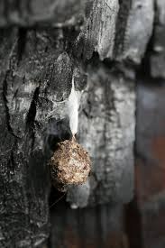 Attēlu rezultāti vaicājumam “Agroeca brunnea”