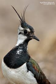 Attēlu rezultāti vaicājumam “Vanellus vanellus”