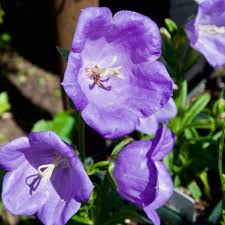 Image result for Campanula persicifolia