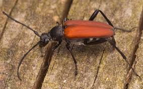 Attēlu rezultāti vaicājumam “Anastrangalia sanguinolenta”