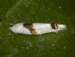 Attēlu rezultāti vaicājumam “Lyonetiidae”