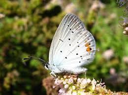 Attēlu rezultāti vaicājumam “Everes argiades male”