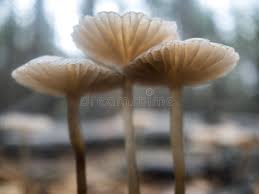 Attēlu rezultāti vaicājumam “Mycena rosella”
