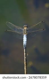 Attēlu rezultāti vaicājumam “Orthetrum cancellatum male”