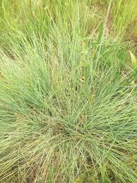 Attēlu rezultāti vaicājumam “Festuca arenaria”