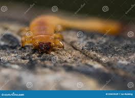 Attēlu rezultāti vaicājumam “Pyrochroidae larva”