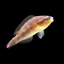 Image result for Scarus taeniopterus