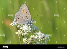 Attēlu rezultāti vaicājumam “Lycaena hippothoe male”