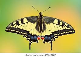 Attēlu rezultāti vaicājumam “Papilio machaon upperside”