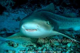 Image result for Stegostoma tigrinum