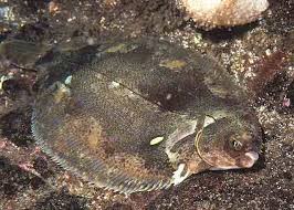 Image result for Microstomus kitt