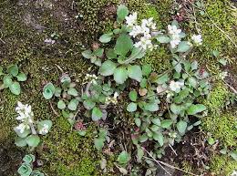 Attēlu rezultāti vaicājumam “Saxifraga granulata leaf”