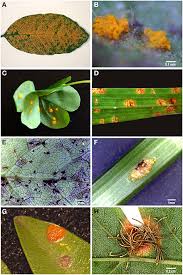 Attēlu rezultāti vaicājumam “Pucciniales”