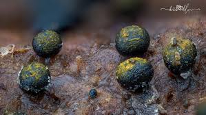 Attēlu rezultāti vaicājumam “Physarum penetrale macro”