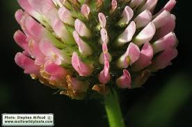 Attēlu rezultāti vaicājumam “Trifolium fragiferum flower”