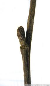 Attēlu rezultāti vaicājumam “Alnus incana bud”