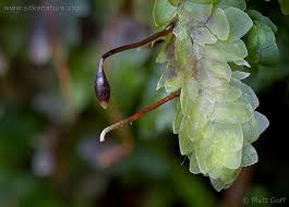 Attēlu rezultāti vaicājumam “Lophozia incisa”