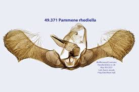 Attēlu rezultāti vaicājumam “Pammene rhediella”