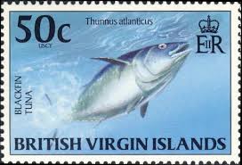 Image result for Thunnus atlanticus