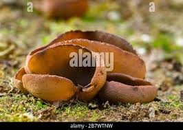 Attēlu rezultāti vaicājumam “Peziza badia”