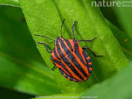 Attēlu rezultāti vaicājumam “Graphosoma lineatum”