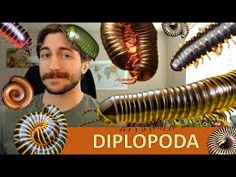 Attēlu rezultāti vaicājumam “Diplopoda”