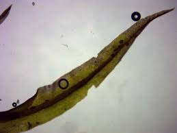 Attēlu rezultāti vaicājumam “Oxystegus tenuirostris”