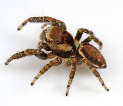 Attēlu rezultāti vaicājumam “Evarcha falcata male”