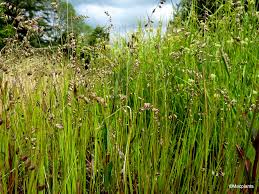 Attēlu rezultāti vaicājumam “Melica nutans flower”
