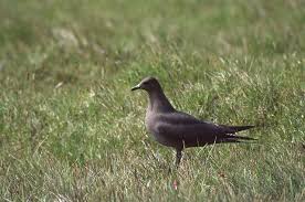 Attēlu rezultāti vaicājumam “Stercorarius parasiticus”