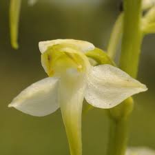 Attēlu rezultāti vaicājumam “Platanthera chlorantha”