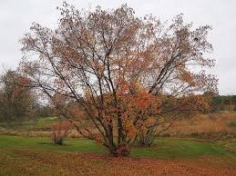 Attēlu rezultāti vaicājumam “Acer tataricum subsp. ginnala”