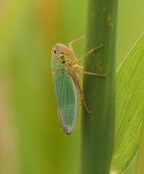 Attēlu rezultāti vaicājumam “Cicadella viridis female”