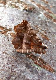 Attēlu rezultāti vaicājumam “Selenia dentaria”