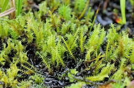 Attēlu rezultāti vaicājumam “Meesia triquetra”