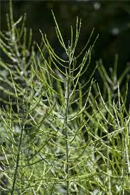 Attēlu rezultāti vaicājumam “Equisetum palustre”