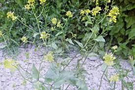 Attēlu rezultāti vaicājumam “Sinapis arvensis”