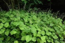 Attēlu rezultāti vaicājumam “Circaea lutetiana bud”