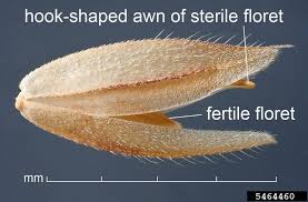 Attēlu rezultāti vaicājumam “Holcus lanatus  fruit”