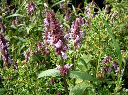 Attēlu rezultāti vaicājumam “Stachys palustris flower”