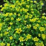 Attēlu rezultāti vaicājumam “Saxifraga cymbalaria flower”