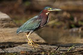 Image result for Butorides virescens