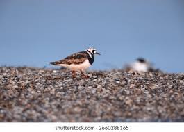 Attēlu rezultāti vaicājumam “Arenaria interpres adult”