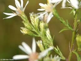 Attēlu rezultāti vaicājumam “Symphyotrichum x salignum leaf”