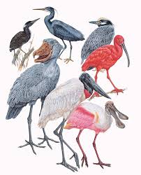 Attēlu rezultāti vaicājumam “Ciconiiformes”