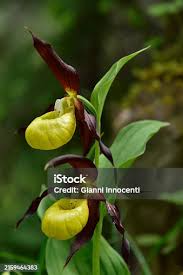 Attēlu rezultāti vaicājumam “Cypripedium calceolus flower”