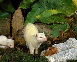 Attēlu rezultāti vaicājumam “Mustela putorius”