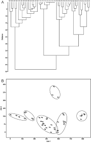 Attēlu rezultāti vaicājumam “Calliergon megalophyllum”